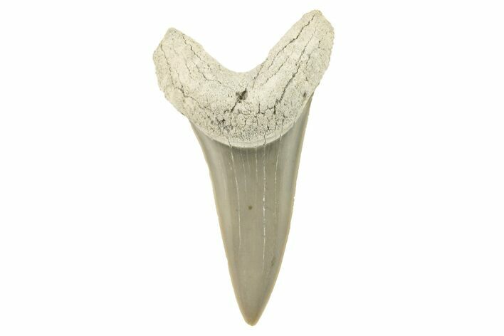 Fossil Shortfin Mako Tooth - Lee Creek (Aurora), NC #294744